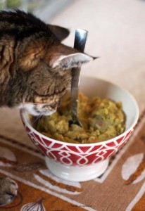 cat and pea soup Erwtensoep