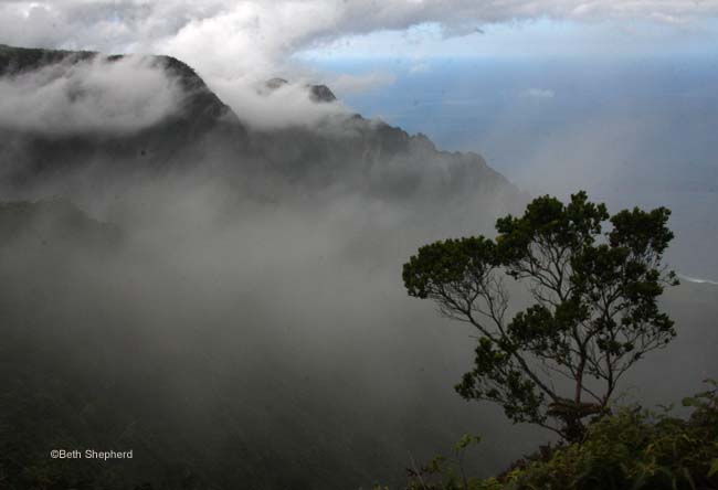 Tree in fog in Waimea Canyon Kauai