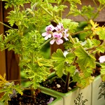 rose geranium