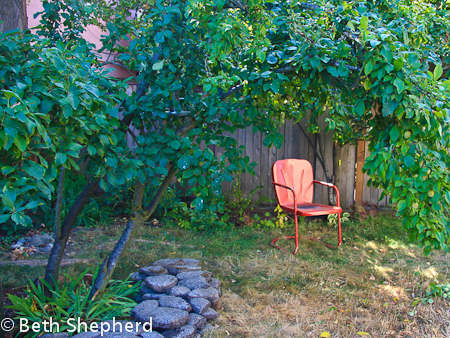 Greengage plum tree and red chair