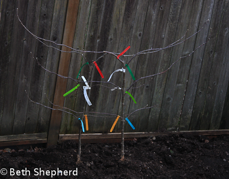 Baby apple trees espaliered