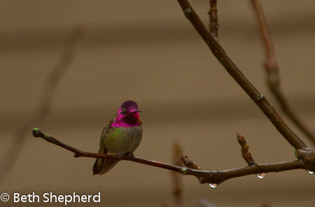 hummingbird in a plum tree