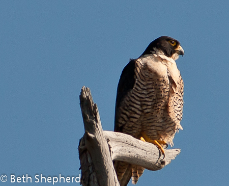 Peregrin Falcon-Torrey Pines