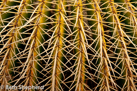 cactus needles close up