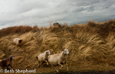 Sheep on the way to Gyumri