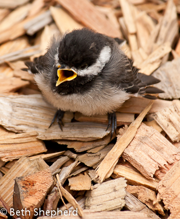 Open beak insert worm