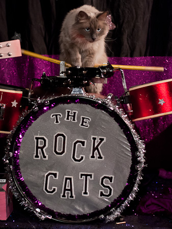 Cat on drums, Acro-cats