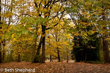 Autumn at Washington Park Arboretum