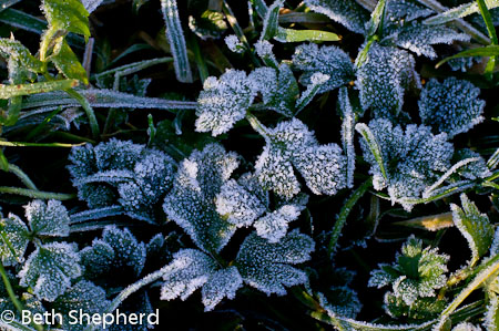 Grass and frost 