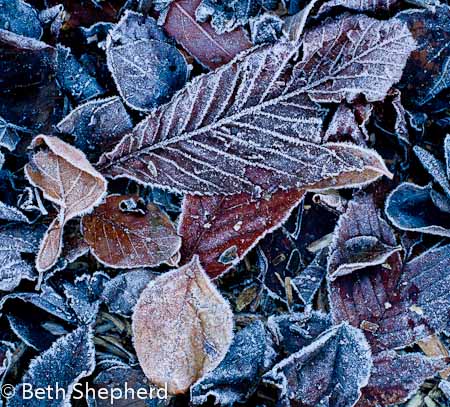 Leaves and frost