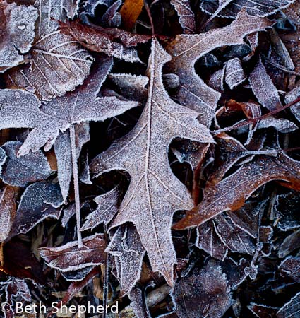 Leaves and frost 2