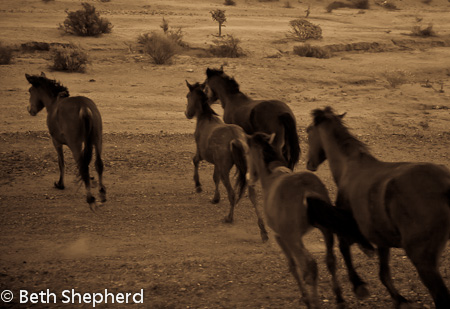 Horses in the Baja desert