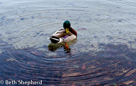 Duck in a circle of water