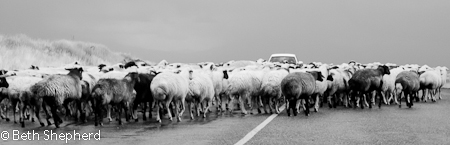 Gyumri Armenia sheep in the road