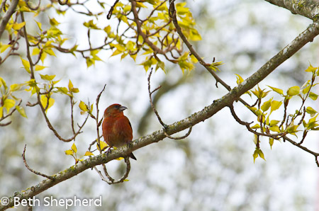 Crossbill and budding leaves