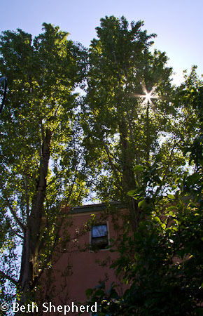 Poplars and the sun