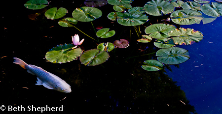 White carp and lily pads
