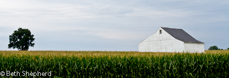 Lancaster barn, tree, corn