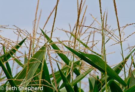 Lancaster corn