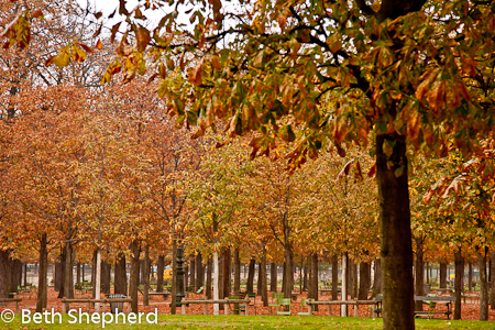Fall leaves in Tuileries