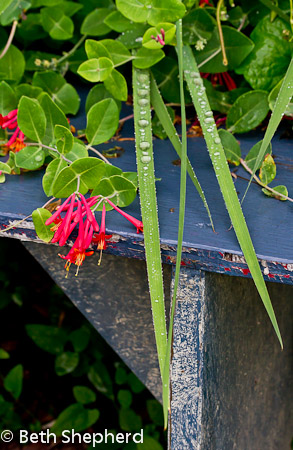 Raindrops on leaves by red flowers and blue bench