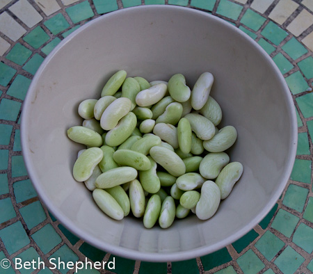 Shelled Canellini beans