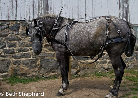 Victorian Carriage Company horse