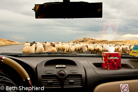 Sheep on the road to Gyumri