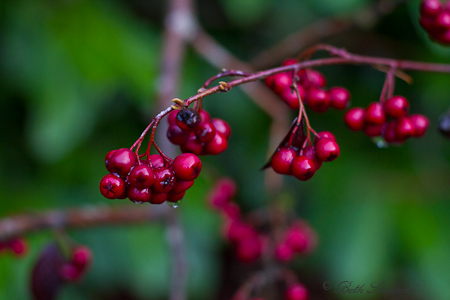 Berries at Kubota Garden