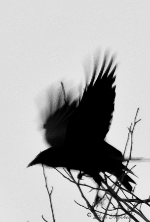 Crow 10