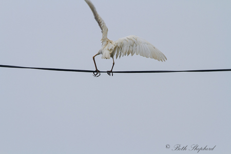Dance of the white crane 
