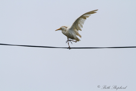 White crane on a phone wire
