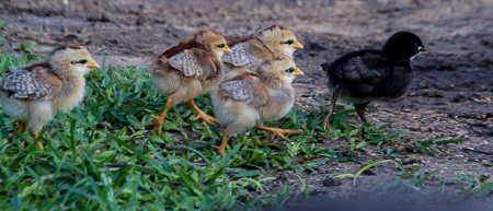 Baby chicks on Kauai