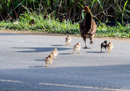 Hen and chicks crossing road on Kauai
