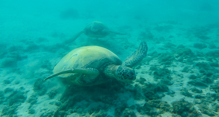 Honu turtle on Kauai