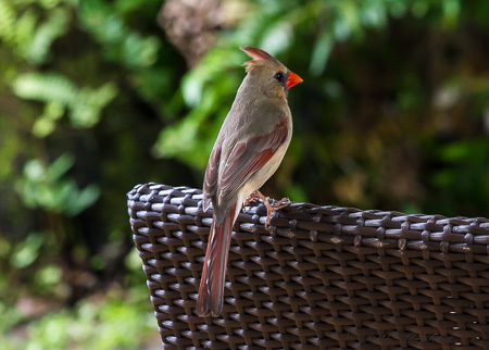 Female red-crested cardinal