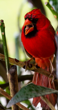 Talking Cardinal
