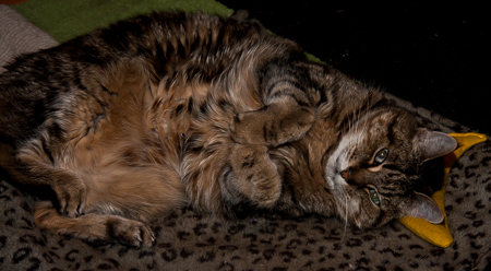 Cat and banana pillow