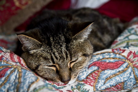 Maggie on the blanket