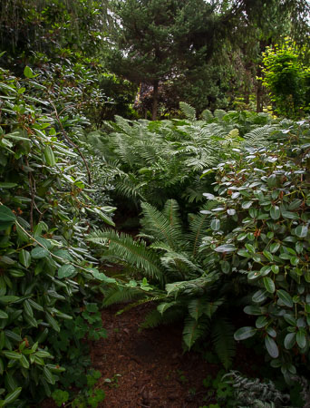Bassetti's gardens fern path