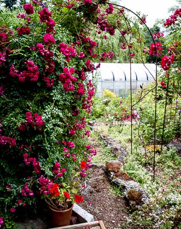 Bassetti's Gardens rose arbor