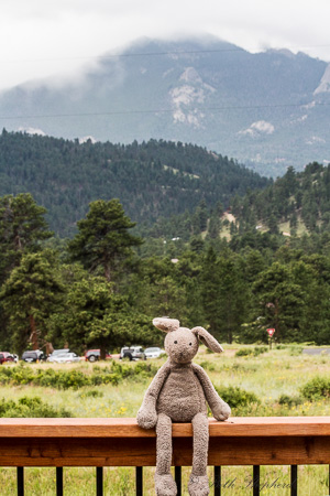 Bunny in the Rockies