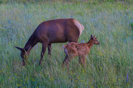 Elk cow and calf