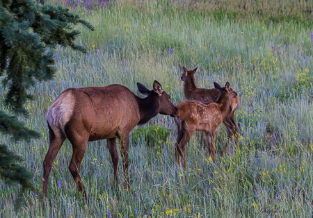 Elk mama and calves