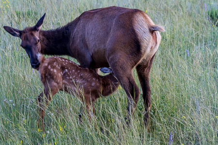 Mama elk and calf