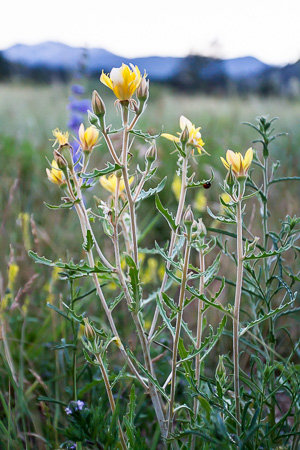 Rocky Mountain wildflowers