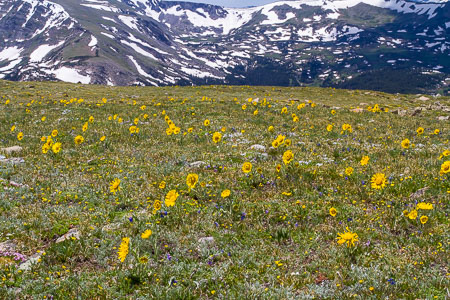 Tundra sunflowers on the Tundra Communities Trail