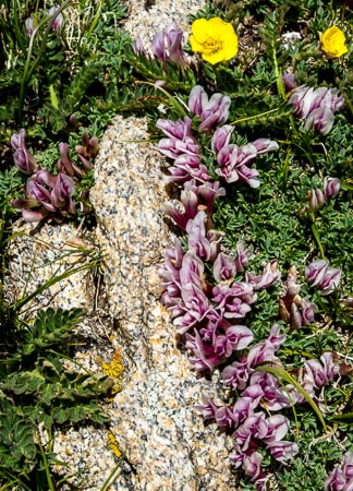 Wildflowers at Tundra Communities Trai