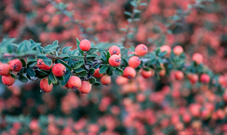 Cotoneaster berries at the Washington Park Arboretum