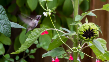 Hummingbird and scarlett runner beans